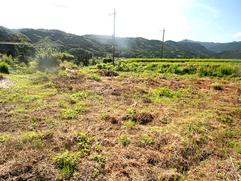 耕作放棄地を開墾して 畑にしたらわかった6つのこと ちだより